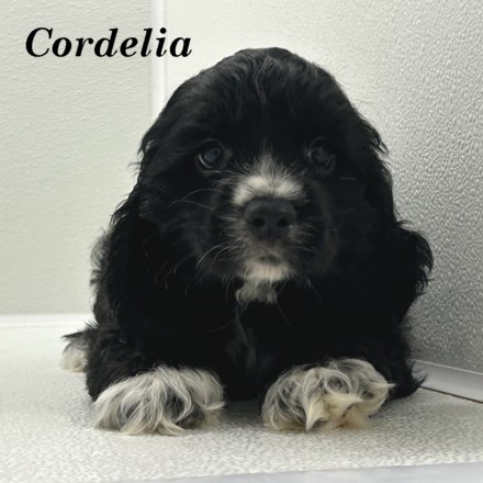 puppy, for, sale, Cocker Spaniel, Joe & Cherri  Overlease, dog, breeder, Miller, MO, dog-breeder, puppy-for-sale, forsale, nearby, find, puppyfind, locator, puppylocator, aca